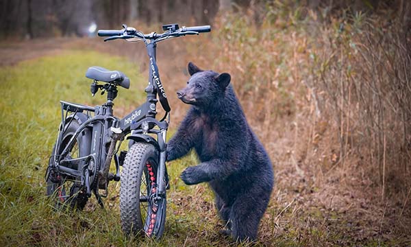 A bear is close to Mars electric bike